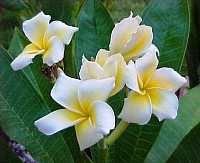Frangipani/Plumeria - like Zen Shiatsu these flowers are delicate and classic, with a sweet yet profound fragrance.