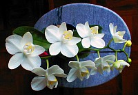 Orchids - sensitive and special, quality not quantity 