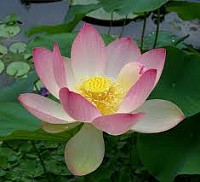 Lotus flower - delicate, sensitive, inspiring and heart-opening - like aan attentive and Knowing Touch