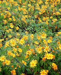 Sunny Sunflowers - inner smile, outer joy