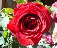 red rose - wholeheartedly