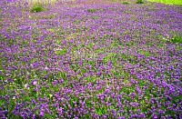 Nature's abundance - Lavender fields forever