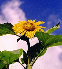 Sunflower turns towards light and warmth from the sun for its nourishment, under clear Himalayan skies 