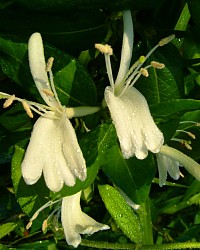 Fragrant jasmine flowers with raindrops after the monsoon.