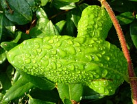 Making Contact and keeping a Connection is sometimes as subtle and fragile as raindrops clinging to a leaf after a spring shower.